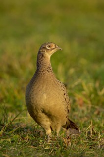 Common Pheasant