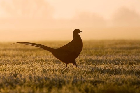 Common pheasant