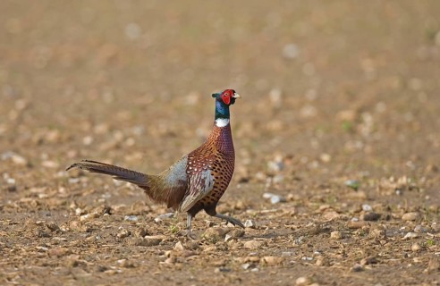 Common pheasant