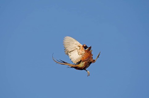 Common pheasant