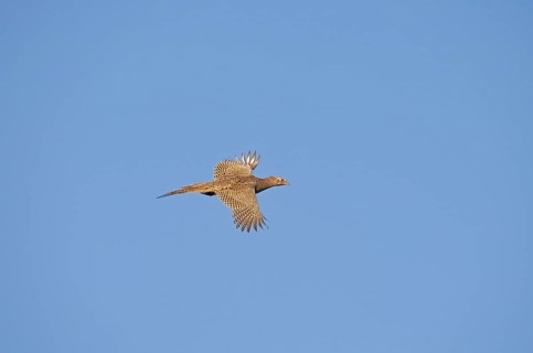 Common pheasant
