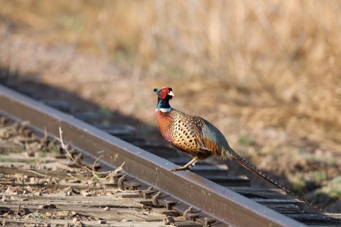 Common Pheasant