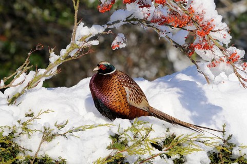 Common Pheasant