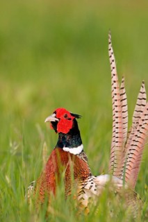 Common pheasant