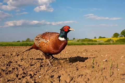 Common pheasant