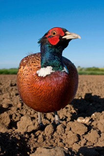 Common pheasant