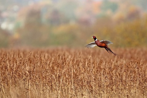 Common pheasant