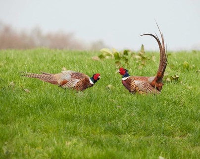 Common pheasant