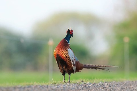 Common Pheasant