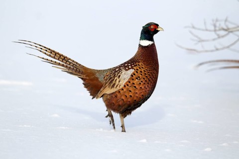 Common pheasant