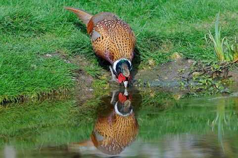 Common pheasant
