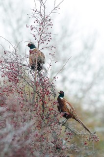 Common Pheasant