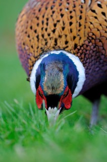 Common pheasant