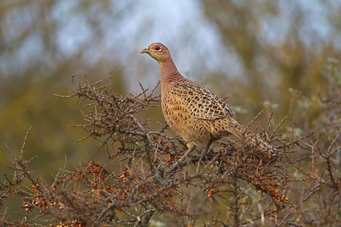 Common pheasant