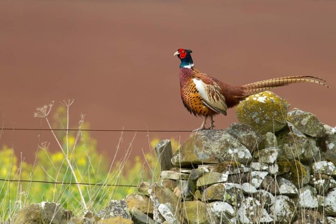 Common Pheasant