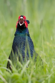 Common Pheasant