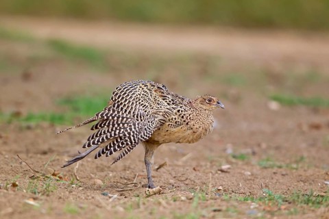 Common pheasant