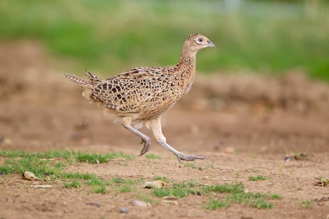 Common pheasant