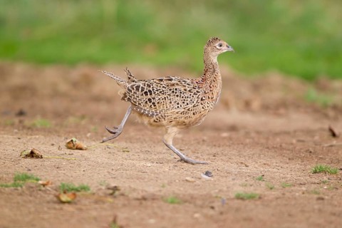 Common pheasant