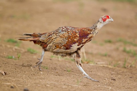 Common pheasant