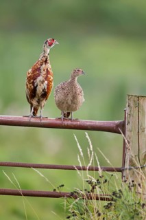 Common pheasant