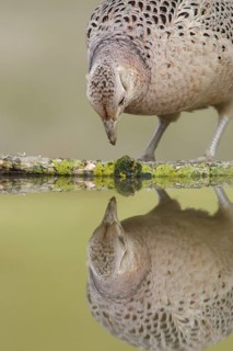 Common pheasant