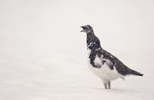 Rock Ptarmigan