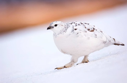 Rock Ptarmigan