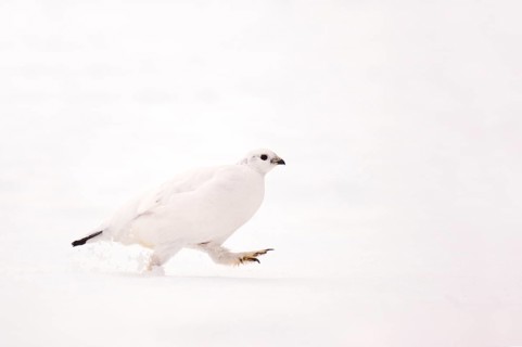 Rock Ptarmigan