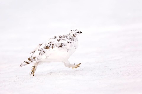 Rock Ptarmigan