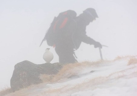 Rock Ptarmigan