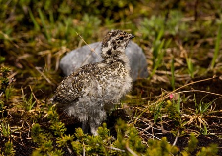 White-tailed Ptarmigan