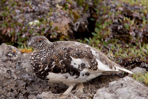 White-tailed Ptarmigan
