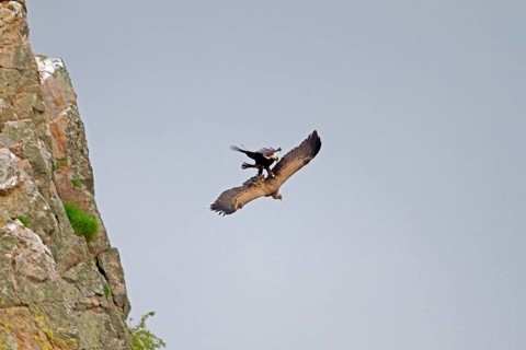 Spanish imperial eagle
