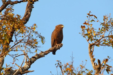 Western Banded Snake-eagle
