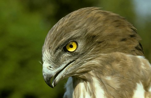 Short-toed snake eagle