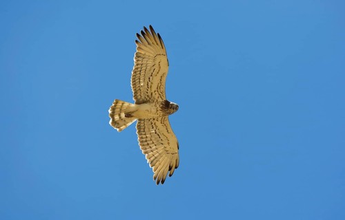 Short-toed snake eagle