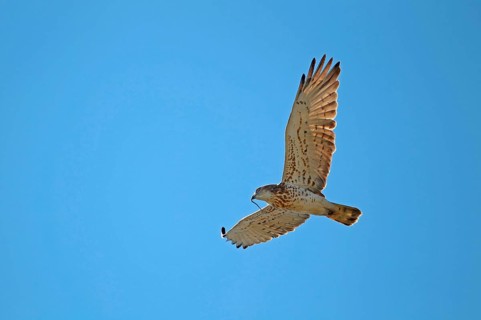 Short-toed Eagle