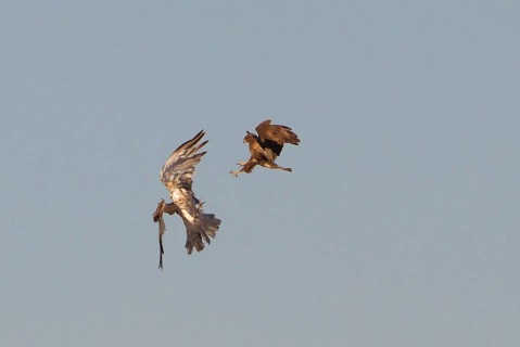 Short-toed snake eagle