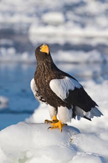 Adult steller's sea eagle