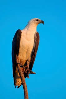 White-bellied Fish-eagle