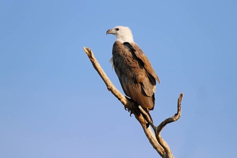 White-bellied sea eagle