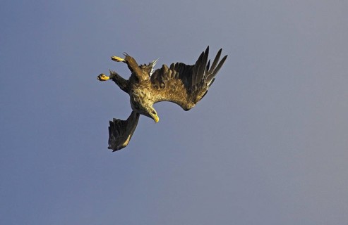 White-tailed eagle