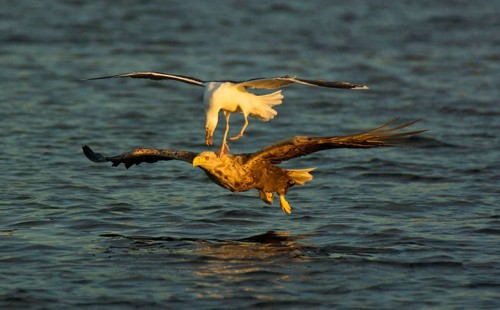 Adult white-tailed eagle