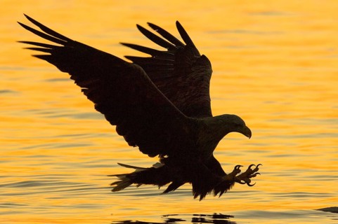 White-tailed Eagle