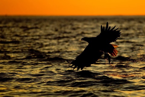 White-tailed Eagle
