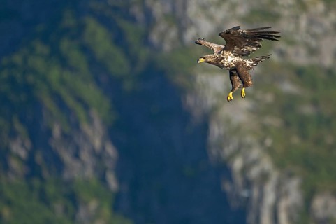 White-tailed Eagle