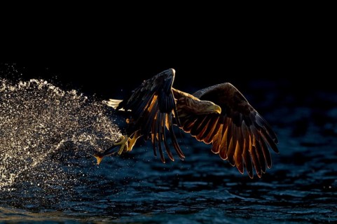 White-tailed Eagle