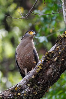 Crested Serpent-eagle