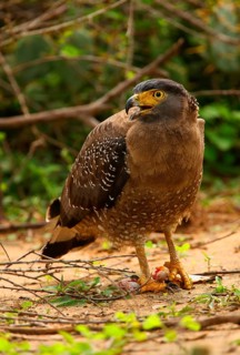 Crested serpent eagle